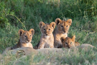 Gün batımında dört aslan kardeş annelerinin etrafında toplanmış çimenlerde yatıyorlardı.