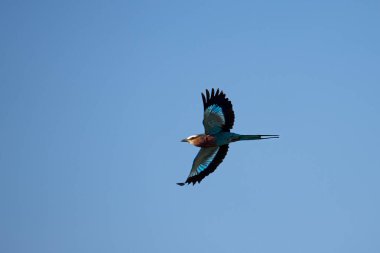 Leylak göğüslü, kanatları açık bir şekilde mavi gökyüzüne doğru uçuyor.