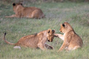 Kardeş aslan yavruları çimenlerde oynarken biri diğerine pençesiyle vuruyor.