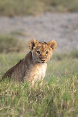 Afrika, Tanzanya 'da çimenlerin üzerinde otururken aslan yavrusu portresi