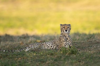 Çita yavrusu bir yaşına yakın, Serengeti 'nin gölgesinde dinleniyor.