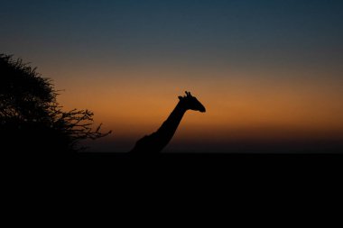 Gün doğumunda Serengeti 'de bir zürafanın silueti.