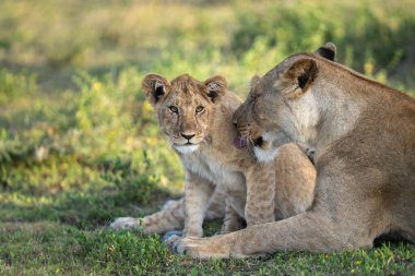 Dişi aslan, Tanzanya 'da gün batımında yavrusunu çimenlerde tımar ediyor.