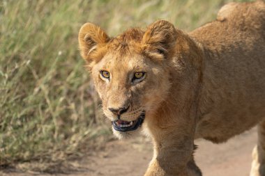 Bir aslan yavrusunun yolda yürürken yakın plan fotoğrafını çek. Yakından bak. Bir dişi eksik.