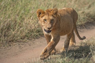 Aslan yavrusu sabah Serengeti 'de yolda yürüyor.