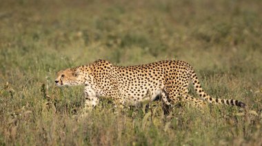 Gün batımında çita otların arasında avını arıyor.