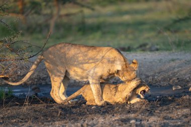 Dişi aslan, oyun sırasında onu azarlarken bir yandan da boynunu sürtüyor.
