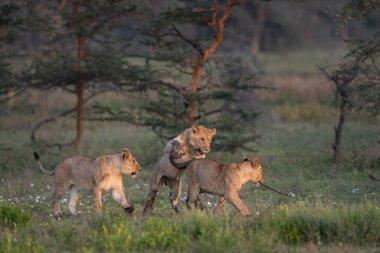 Güneşin doğuşunda üç aslan yavrusu çamurlu patilerle oynuyor.