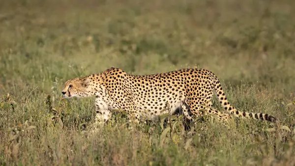 Gün batımında çita otların arasında avını arıyor.