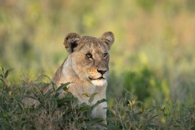 Aslan yavrusu sabah kahvaltısından sonra çimenlerde yatıyor.
