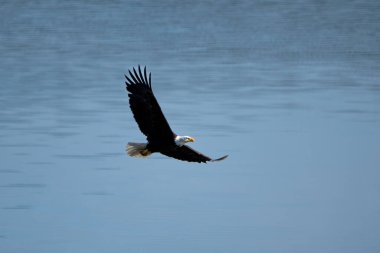 Yetişkin kel kartal sabahın erken saatlerinde bir gölün üzerinde uçuyor.