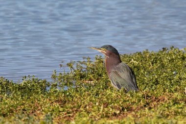 Deniz kenarındaki yeşil balıkçıl bitki örtüsünde oturup kuşları arıyor.