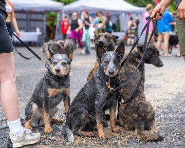 Çamur yarışının başlangıç çizgisinde sığır köpekleri ve Belçika Malinois 'i içeren bir grup köpek