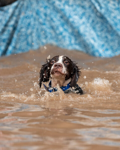 Springer spaniel swimming through muddy water and splashing