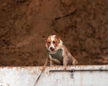 Çamurlu Corgi dudaklarını yalıyor ve çamurlu suya atlamayı düşünüyor.