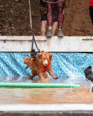 Nova Scotia Duck Toller köpeği platformdan atladıktan sonra çamurlu suya iniyor.