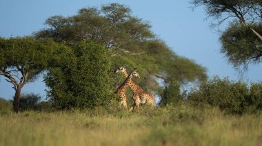 Tanzanya 'nın çalılıklarında zıt yönlerde iki zürafa.