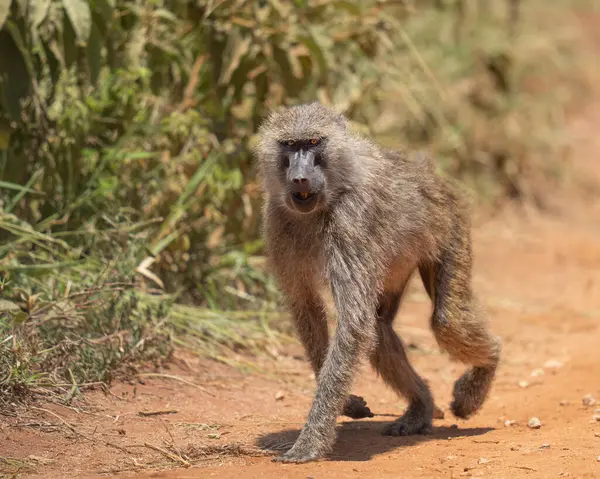 Afrika, Tanzanya 'da kırmızı toprak yolda yürüyen yetişkin bir babun.