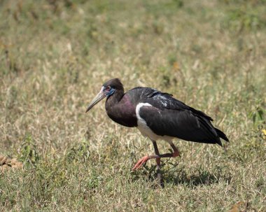 Abdim 'in leyleği, çok renkli tüyleriyle çimlerin üzerinde yürüyor.