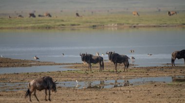 Afrika 'daki bir su birikintisinin etrafındaki antilopların hafif yansımaları.
