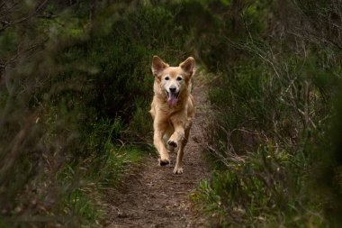 Golden Retriever köpeği ormanda koşuyor.
