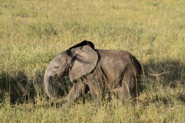 Bir yavru fil neredeyse Afrika 'nın Tanzanya' nın uzun otlarında saklanır.
