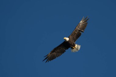 Derin mavi bir gökyüzü yetişkin bir kel kartal için mükemmel bir zemin.