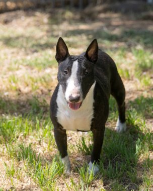 Açık havada, kameraya gülümseyen boğa teriyerinin doğal portresi.