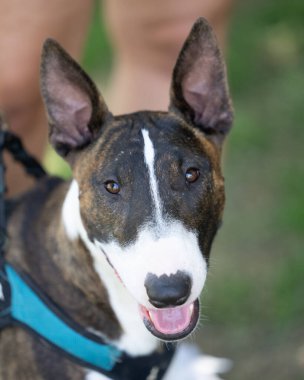 Gülümseyen boğa teriyeri yakın çekim fotoğrafı için kameraya bakıyor.