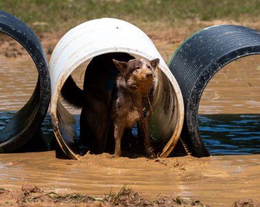 Çamur koşusu sırasında yüzüne çamur damlayan melez bir köpek.
