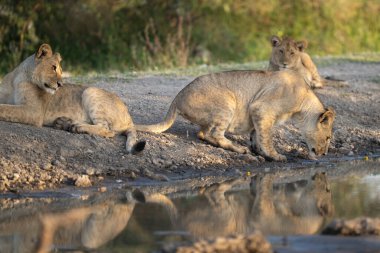 Genç aslan yavrusu su birikintisinden su içerken kardeşleri ona bakarken yansıma yapıyor.