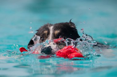 Yüzme havuzunda kırmızı bir oyuncak kapan Avustralyalı çoban