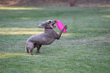 Standart kaniş pembe bir diski yakalamak için ayaklarını kullanıyor.