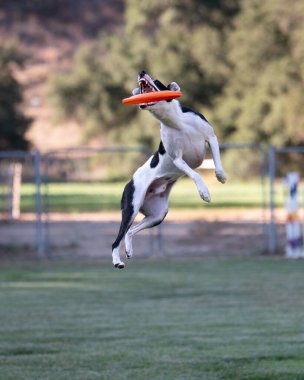 Siyah-beyaz çoban köpeği havada turuncu bir disk yakalıyor.