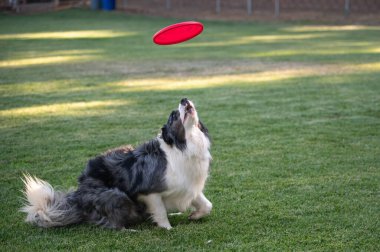Avustralyalı çoban kırmızı bir diske odaklanmış ve çimlere tutunmaya hazır.