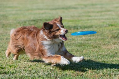 Kahverengi ve beyaz Avustralya çoban köpeği mavi bir disk yakalamak üzere.