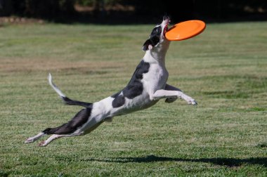Siyah beyaz köpek çimlerin üzerinde turuncu bir disk yakalamak için zıplıyor.