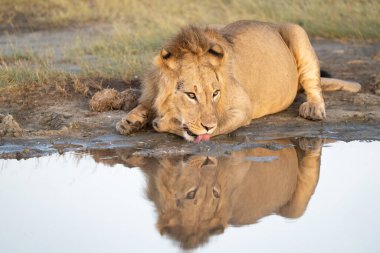 Genç erkek aslan, gün doğumunda içmek için su deposuna yansıyor.