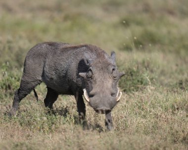 Yaban domuzu Tanzanya 'daki çimlerde yiyecek arıyor.