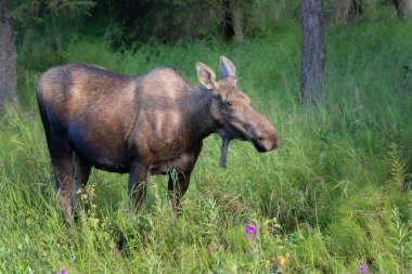 Alaska 'daki Kenai Yarımadası' ndaki uzun otların arasındaki inek geyiği.