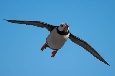 Güneşe doğru uçan boynuzlu bir martı yakın planda mavi bir gökyüzüne doğru