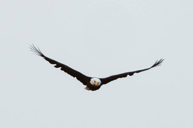 Yetişkin kel kartal, gri bir günde beyaz bir arka planda kameraya doğru uçuyor.