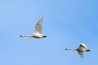 Tundra gölden ayrılıp mavi gökyüzüne doğru uçan kuğular.