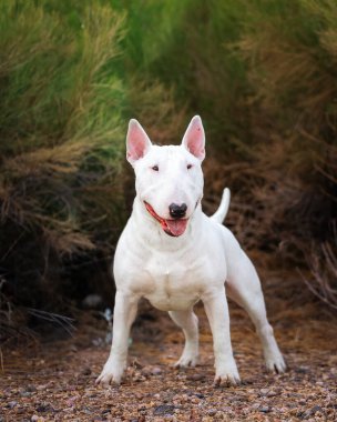 Beyaz köpek çalıların önünde dikilip portre için poz veriyor.