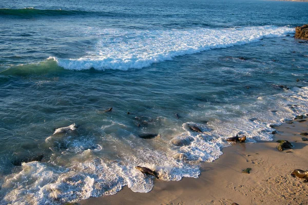 Морський Берег Дикими Тюленями Природному Середовищі Проживання — стокове фото