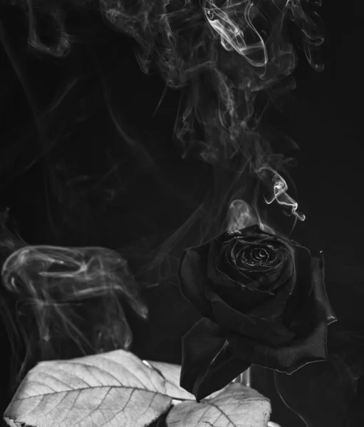 鲜红的玫瑰 花瓣烧焦 烟熏黑的背景 烟雾弥漫 — 图库照片
