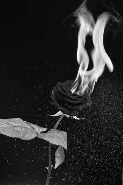 バラが燃える バーニングは暗色になった 火の上の赤い花 炎と火花 — ストック写真
