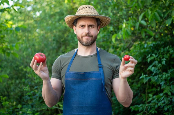Homem Greengrocer Chapéu Palha Com Tomate Vegetal — Fotografia de Stock