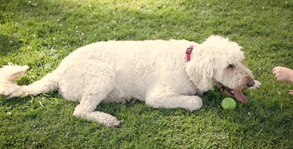 Beyaz Köpek Insan Eliyle Top Oynuyor Yaz Parkında Evcil Hayvan — Stok fotoğraf