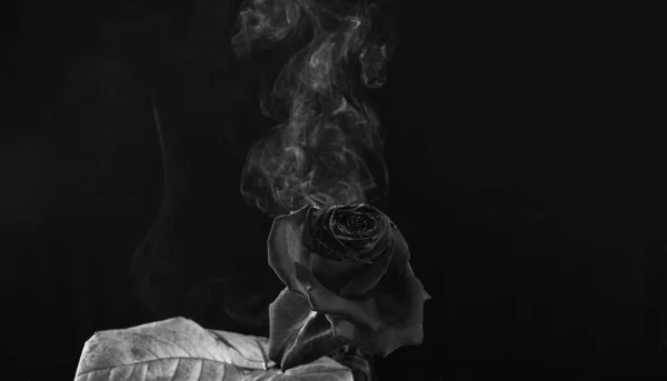 Friss Vörös Virág Virágzás Égett Szirmok Füst Patak Sötét Háttér — Stock Fotó